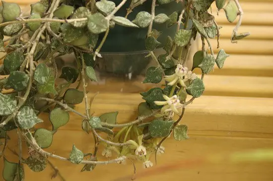 La planta de cera de plata 'Hoya Curtisii'