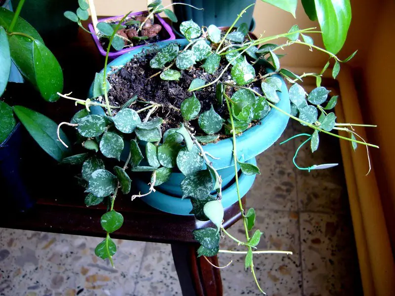 La planta de cera de plata 'Hoya Curtisii'