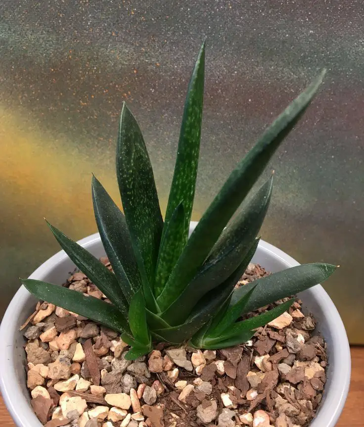 Gasteria Fuscopunctata Gasteria Fuscopunctata