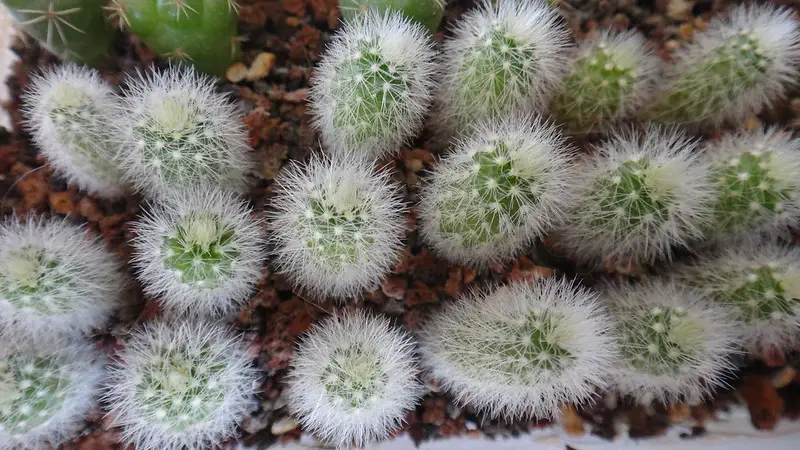 Echinocereus Laui Echinocereus Laui