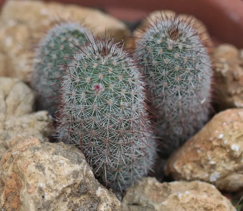 Echinocereus Laui