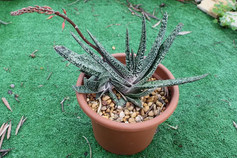 Gasteria Carinata (Gastería Bredasdorp)