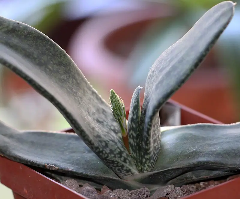 Gasteria Carinata (Gastería Bredasdorp)