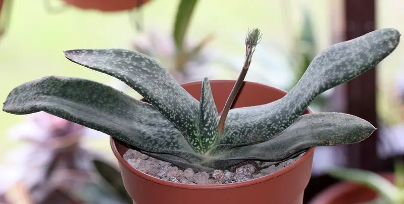 Gasteria Carinata (Gastería Bredasdorp)