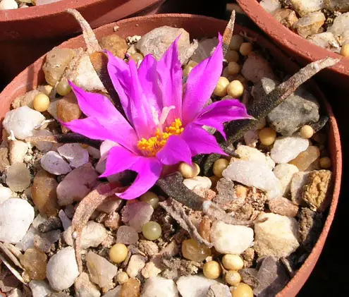 Ariocarpus Agavoides (El cactus roca viva de Tamaulipas)