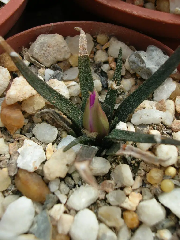 Ariocarpus Agavoides (El cactus roca viva de Tamaulipas)