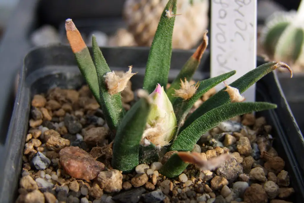 Ariocarpus Agavoides (El cactus roca viva de Tamaulipas)