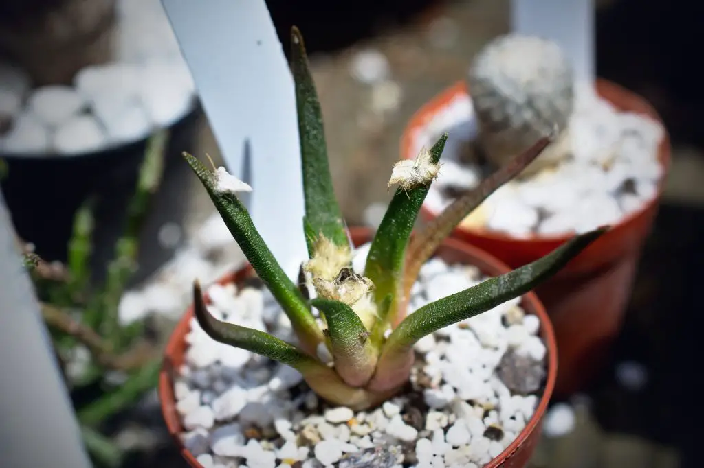 Ariocarpus Agavoides (El cactus roca viva de Tamaulipas)