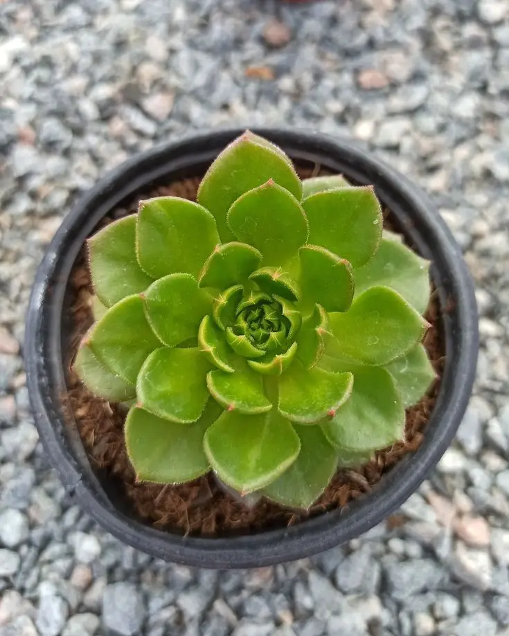 La pequeña planta joya 'Echeveria Letizia'