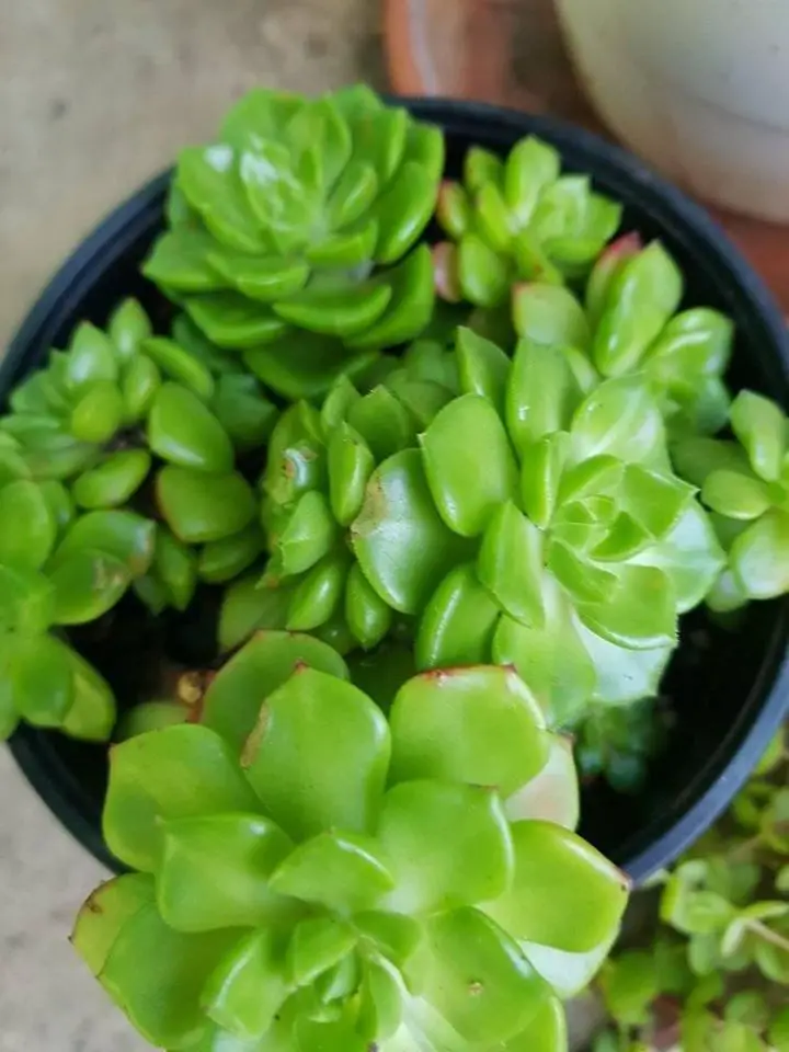 La pequeña planta joya 'Echeveria Letizia' La pequeña planta joya 'Echeveria Letizia'