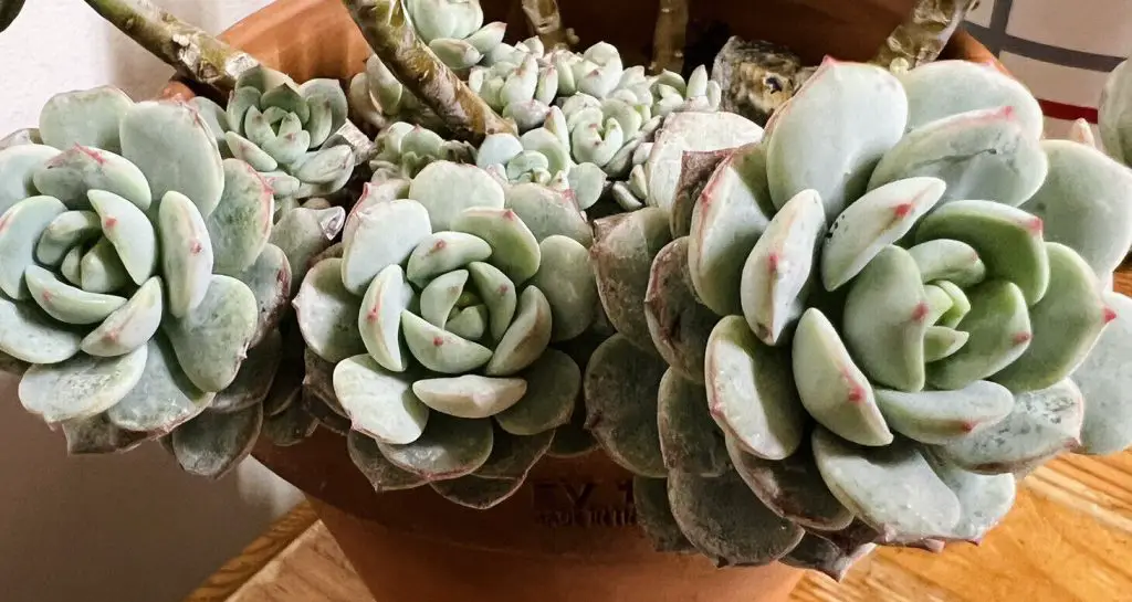 Sedeveria Pudgy