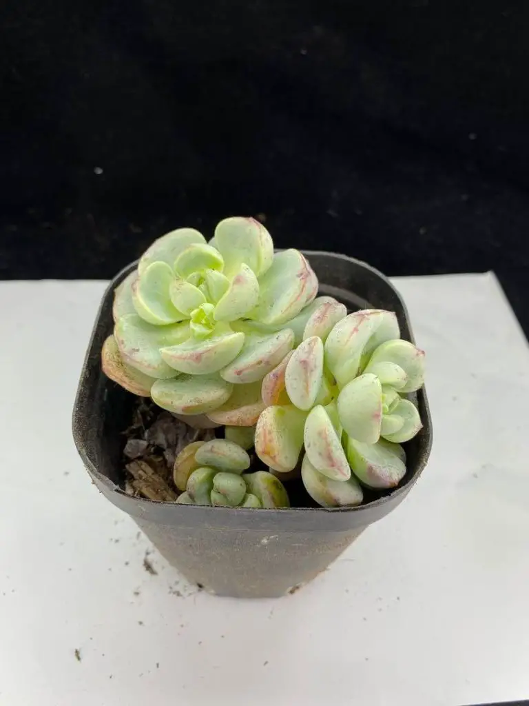 Sedeveria Pudgy