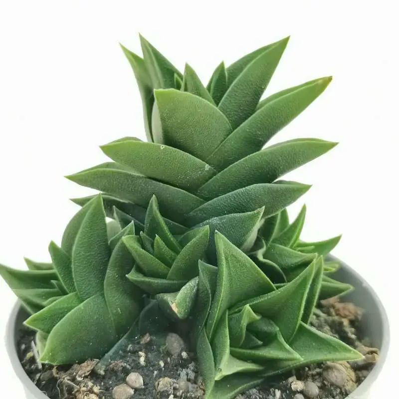 Astroloba Foliolosa Astroloba Foliolosa