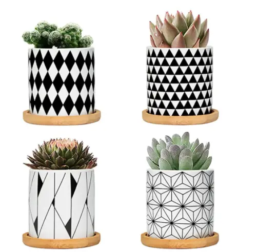 Ideas de suculentas cestas de regalo para eventos importantes Ideas de suculentas cestas de regalo para eventos importantes