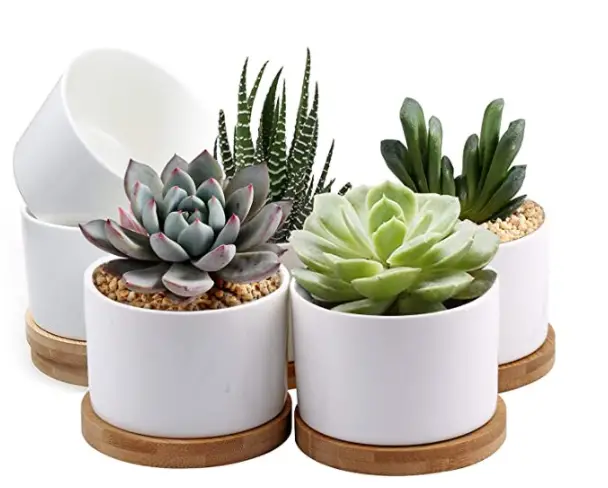 Ideas de suculentas cestas de regalo para eventos importantes Ideas de suculentas cestas de regalo para eventos importantes