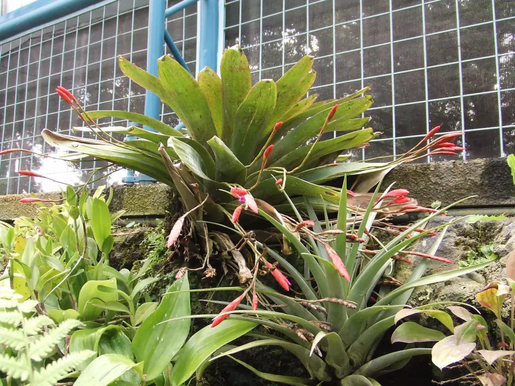 Tillandsia complanata Tillandsia complanata