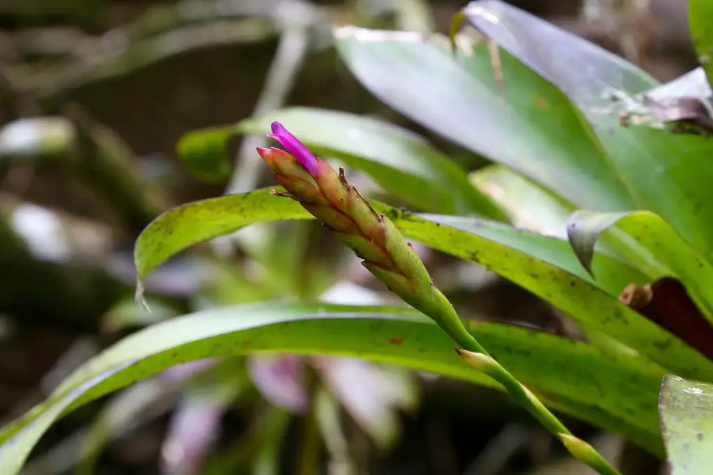 Tillandsia complanata Tillandsia complanata