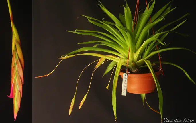 Tillandsia complanata Tillandsia complanata