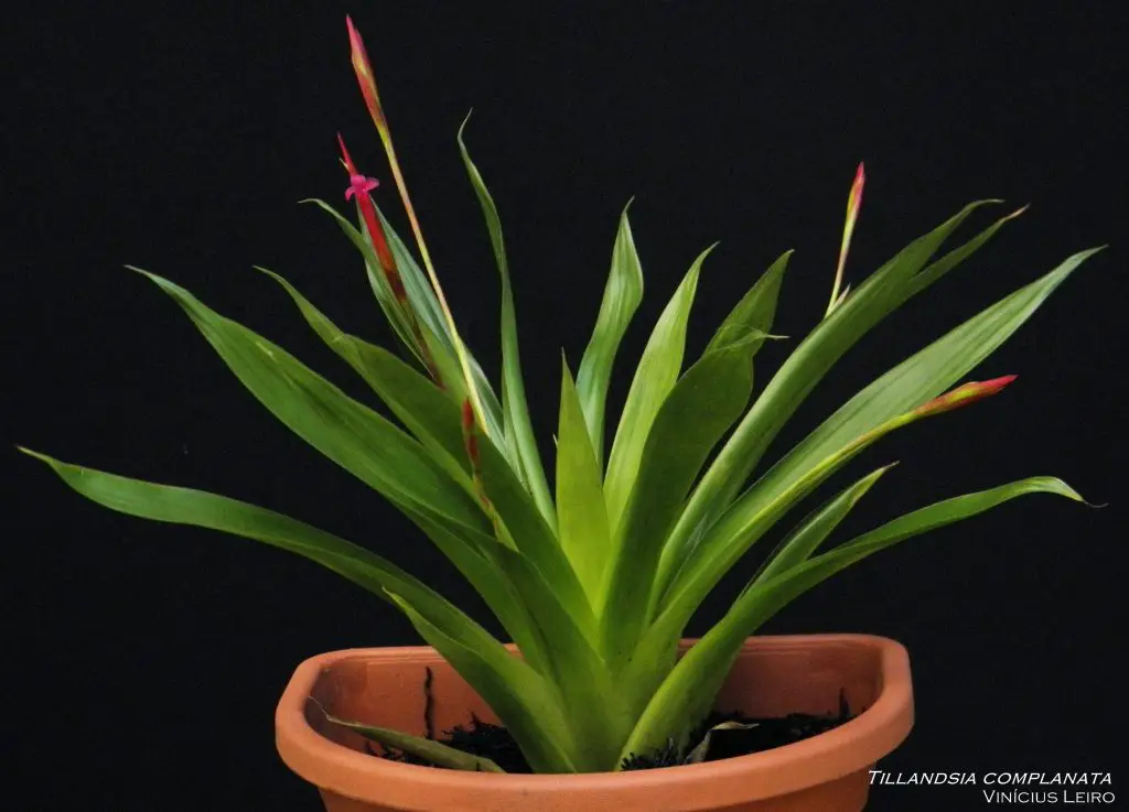 Tillandsia complanata Tillandsia complanata
