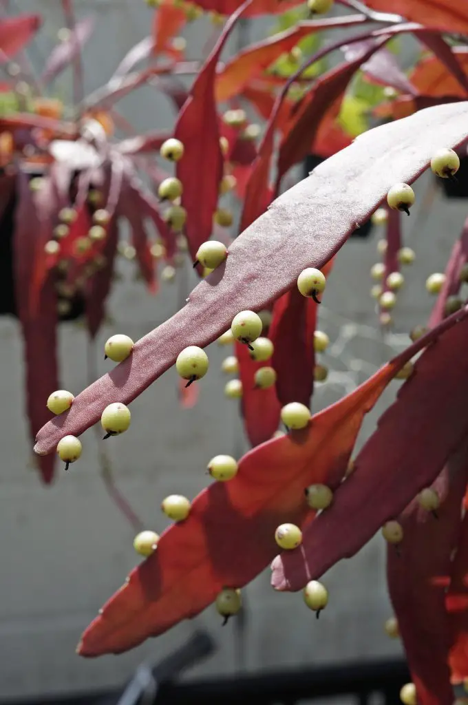 Disocactus ramulosus (Pseudorhipsalis ramulosa)