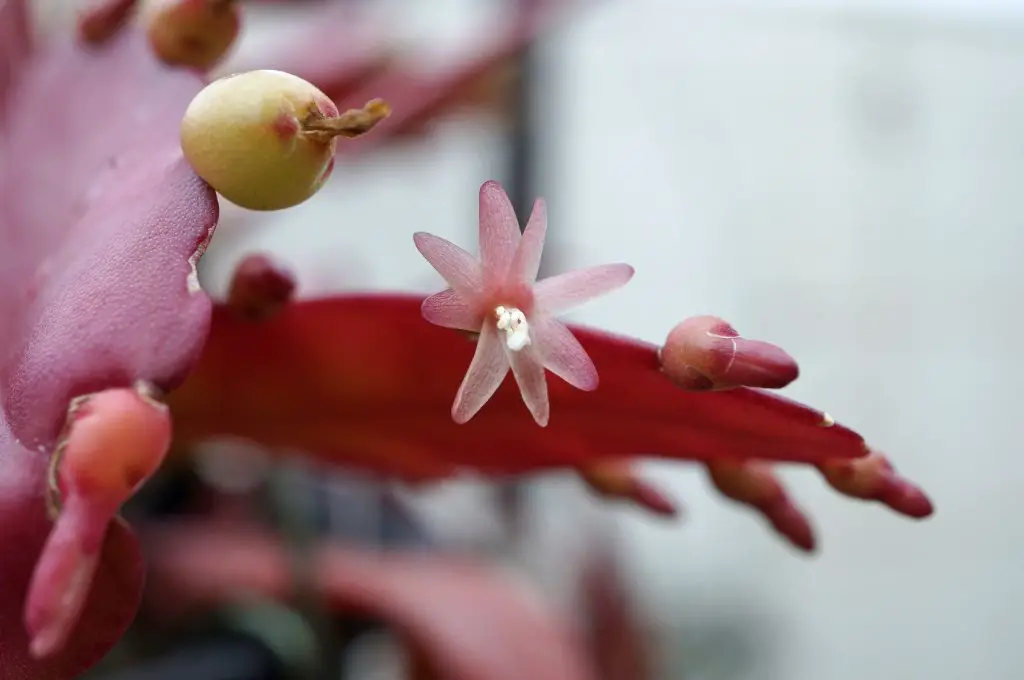 Disocactus ramulosus (Pseudorhipsalis ramulosa) Disocactus ramulosus (Pseudorhipsalis ramulosa)