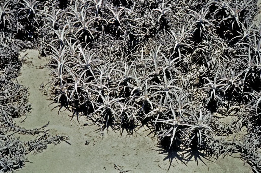 Tillandsia Purpurea (La majestuosa planta de aire púrpura)