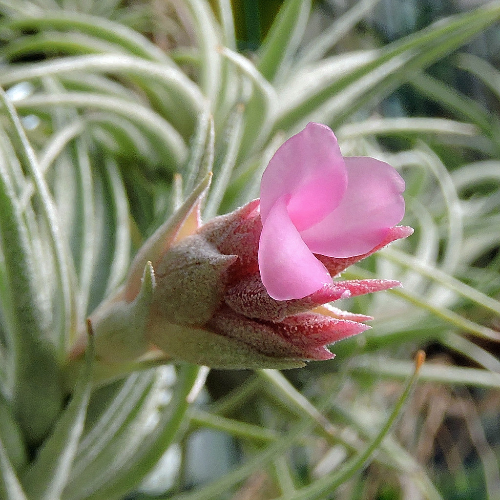 Tillandsia Purpurea (La majestuosa planta de aire púrpura)