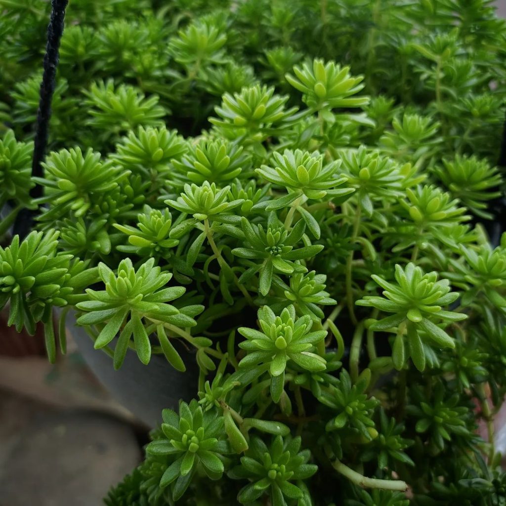 Sedum lineal Sedum lineal