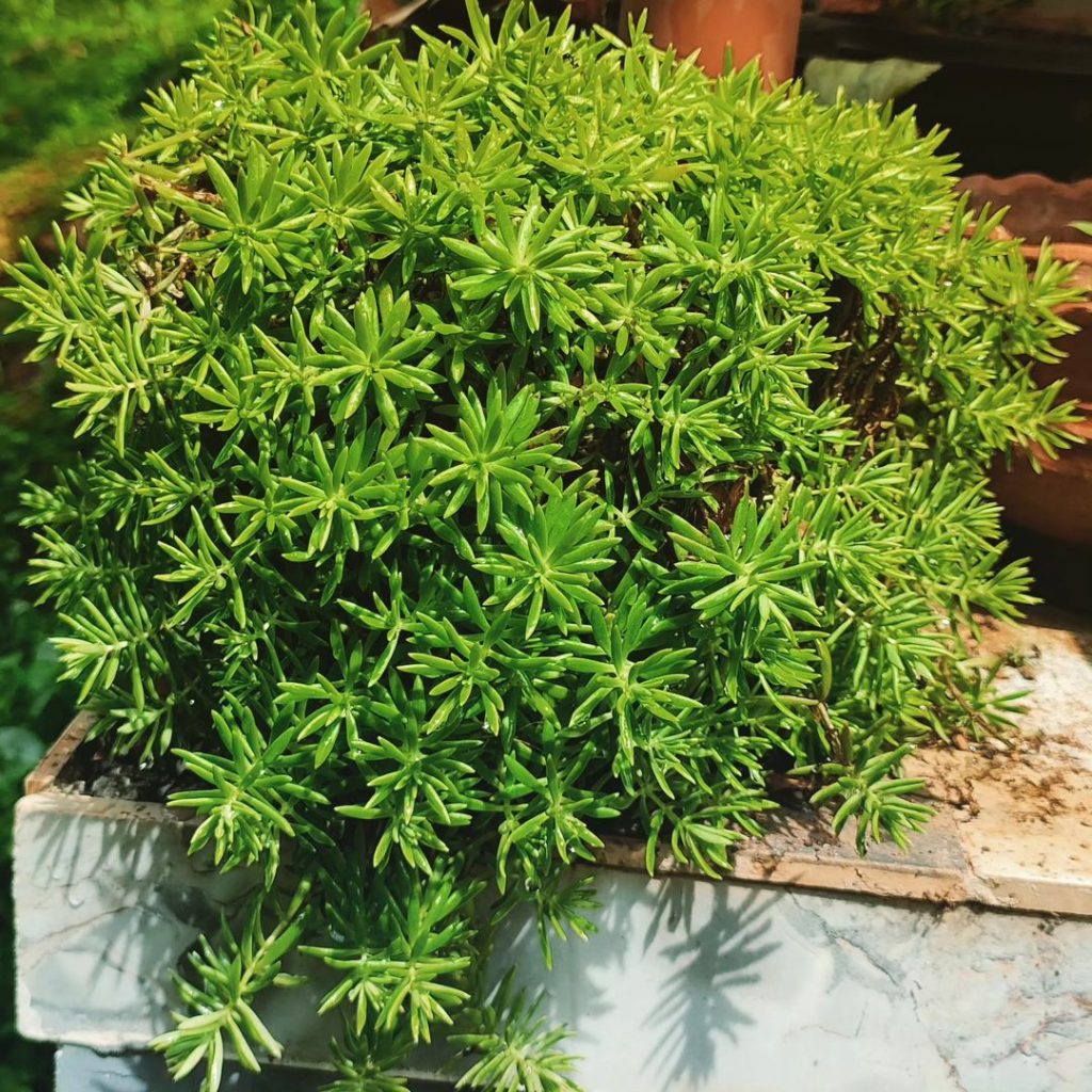 Sedum lineal Sedum lineal