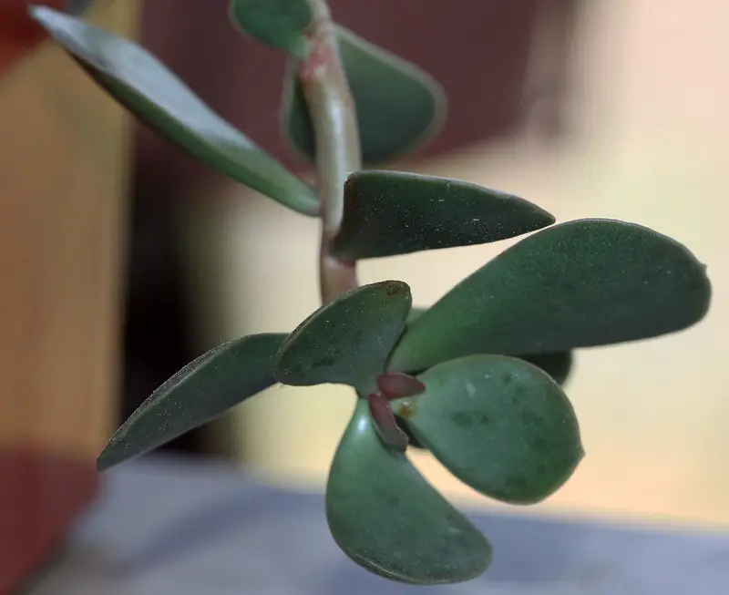 Adromischus maculatus