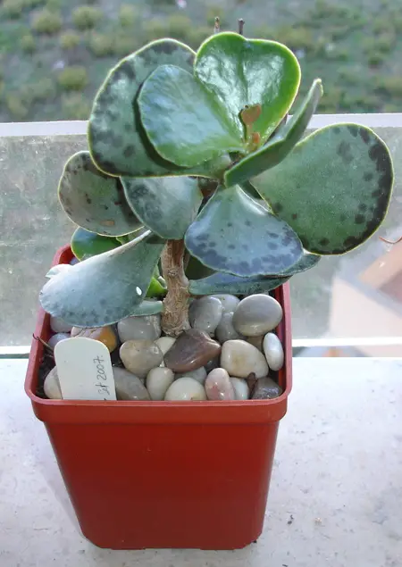 Adromischus maculatus