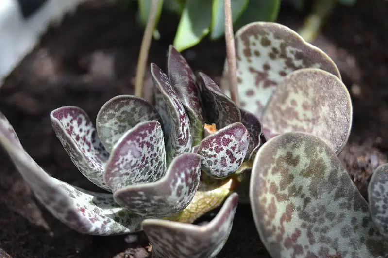 Adromischus maculatus