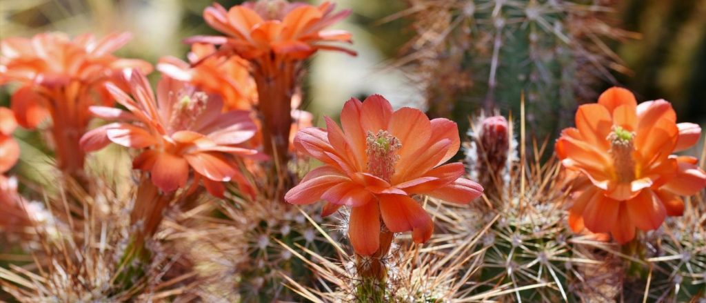 Cómo cuidar cactus con flores.