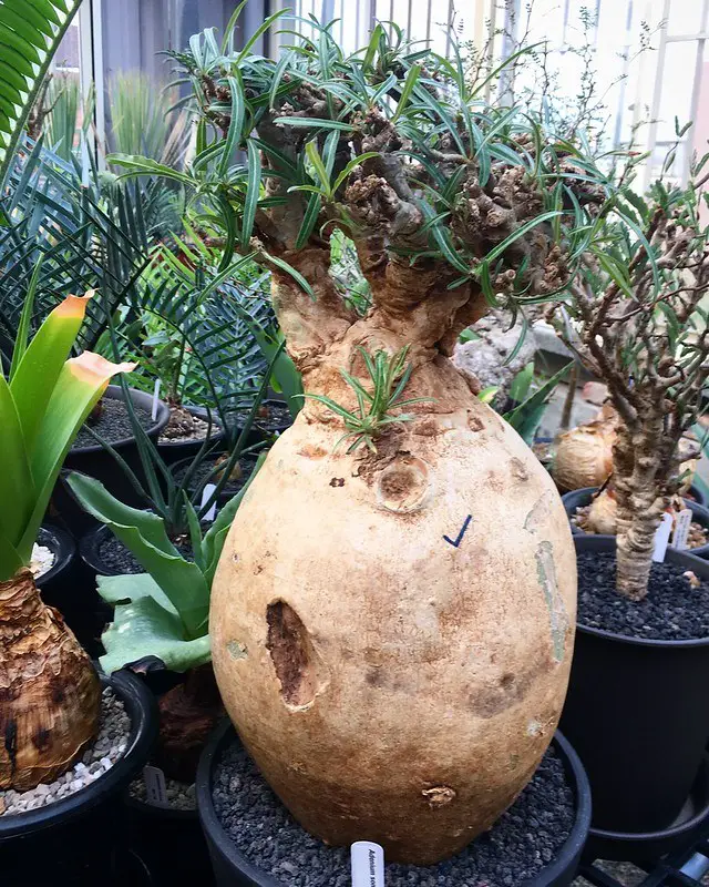 Adenium somalinse Adenium somalinse