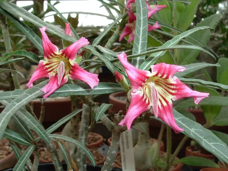 Adenium somalinse Adenium somalinse