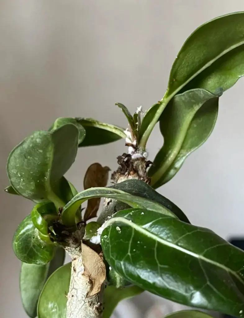 Adenium somalinse