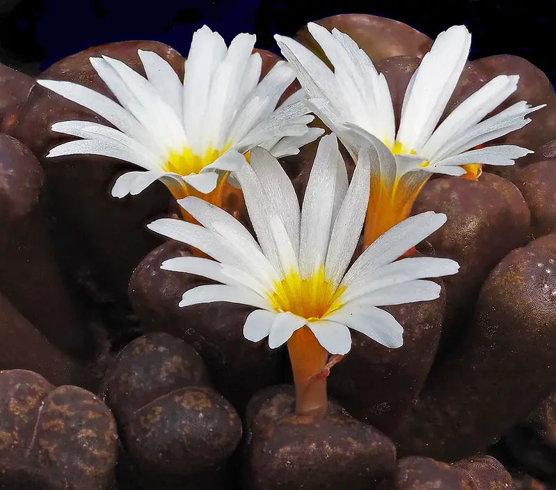 Conophytum cupreatum Conophytum cupreatum
