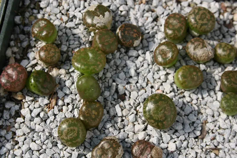 Conophytum cupreatum