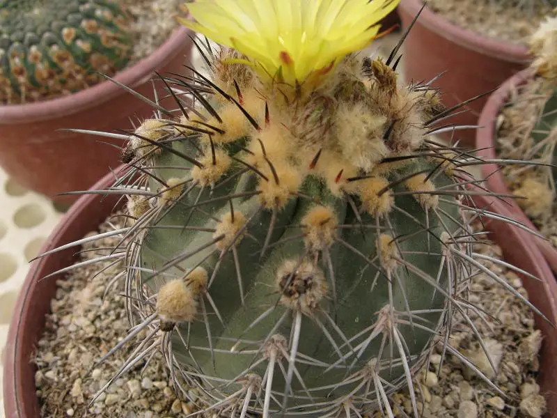 Eriosyce islayensis Eriosyce islayensis