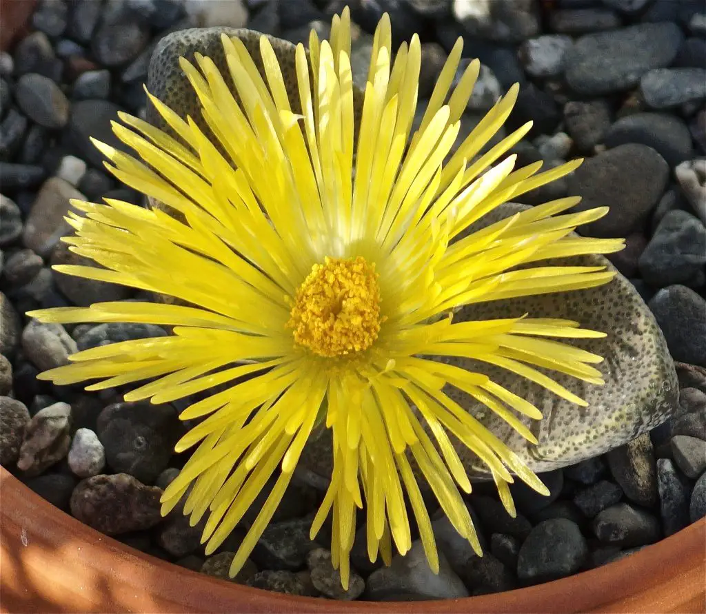 Pleiospilos simulans