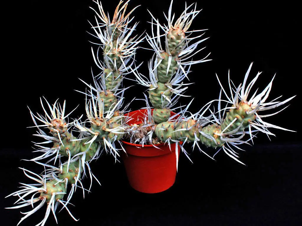 Tephrocactus Papyracanthus (El cactus de bolsillo)