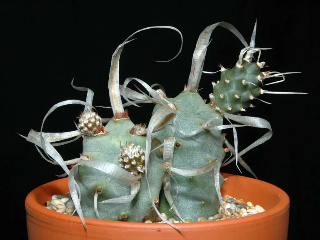 Tephrocactus Papyracanthus (El cactus de bolsillo) Tephrocactus Papyracanthus (El cactus de bolsillo)