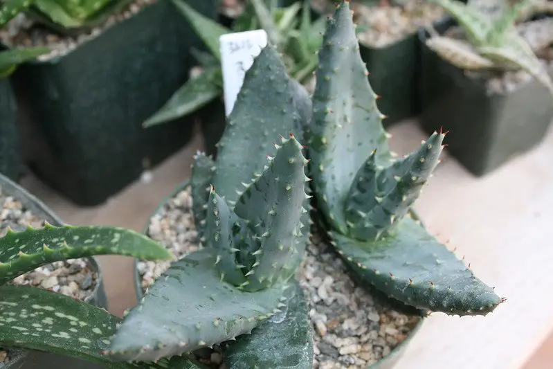 Aloe Reitzii