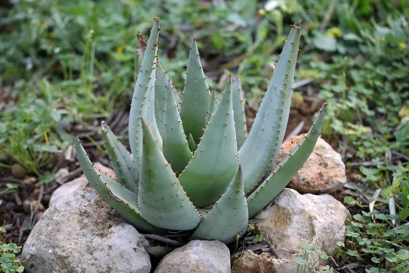 Aloe Reitzii