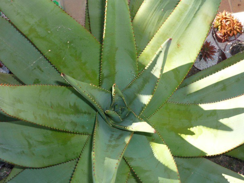 Aloe Reitzii
