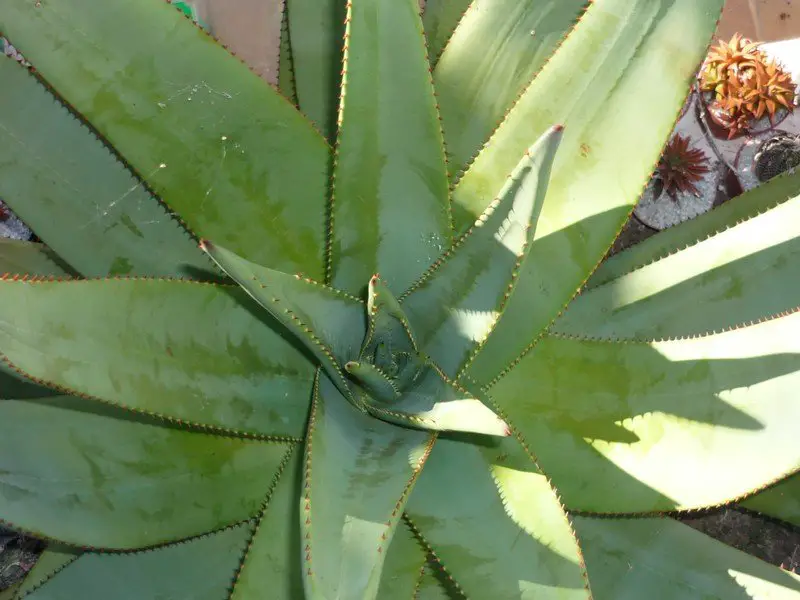 Aloe Reitzii Aloe Reitzii