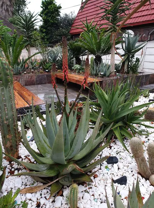 Aloe Reitzii