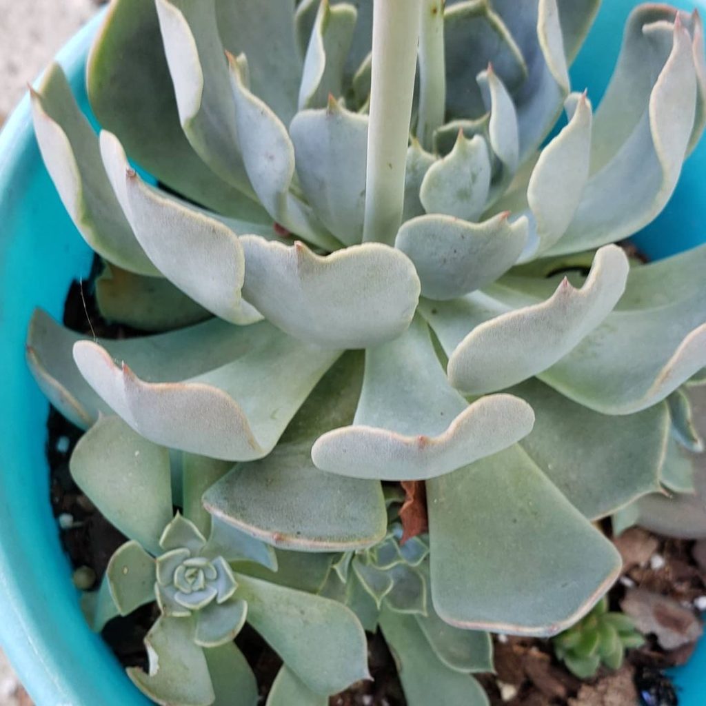 Echeveria allegra Echeveria allegra