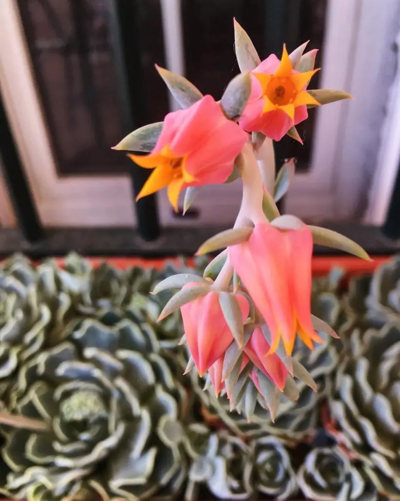Echeveria allegra Echeveria allegra