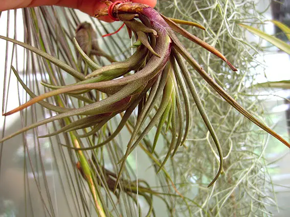 Tillandsia Albertiana Tillandsia Albertiana